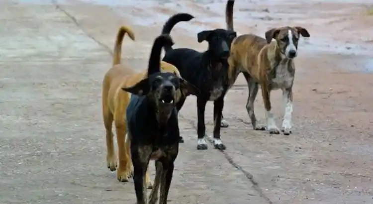 stray dog control is being implemented